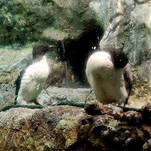 Thick-Billed Murres (Uria lomvia)