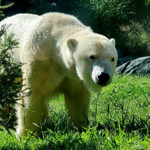 Polar Bear (Ursus maritimus)