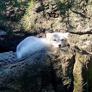 Arctic Fox (Vulpes lagopus)
