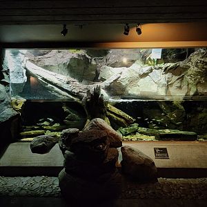 Exhibit for Eastern Hellbender (Cryptobranchus alleganiensis alleganiensis)