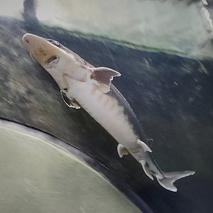 Shortnose Sturgeon (Acipenser brevirostrum)