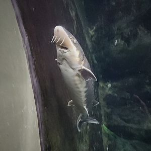 Shortnose Sturgeon (Acipenser brevirostrum)