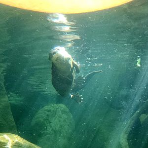 North American River Otter (Lontra canadensis)