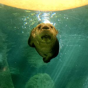 North American River Otter (Lontra canadensis)