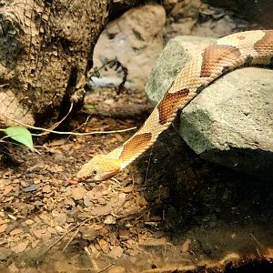 Eastern Copperhead (Agkistrodon contortrix)