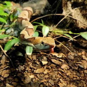 Eastern Copperhead (Agkistrodon contortrix)