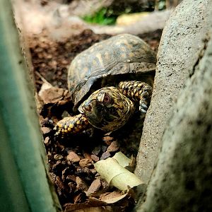 Eastern Box Turtle (Terrapene carolina carolina)