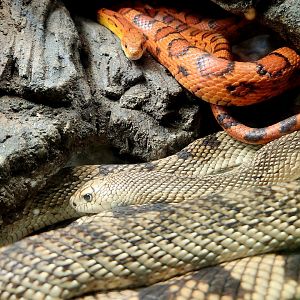 Corn Snake (Pantherophis guttatus) and Pine Snake (Pituophis melanoleucus)