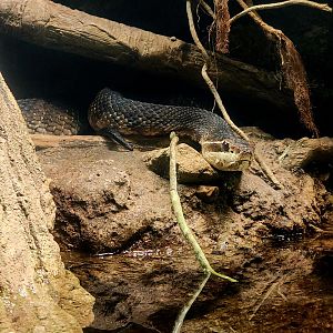 Northern Cottonmouth (Agkistrodon piscivorus)