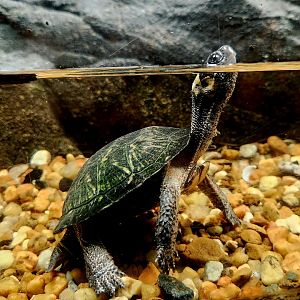Bog Turtle (Glyptemys muhlenbergii)