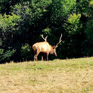 American Elk (Cervus canadensis canadensis)