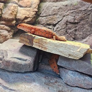 Southern Pygmy Spiny-Tailed Skinks (Egernia depressa)