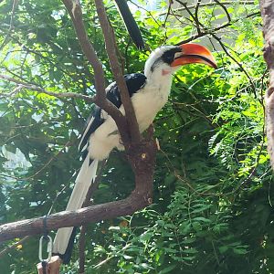 Von Der Decken's Hornbill (Tockus deckeni)