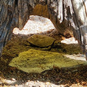 Pancake Tortoise (Malacochersus tornieri)