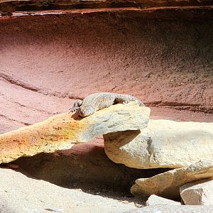 Giant Plated Lizard (Matobosaurus validus)