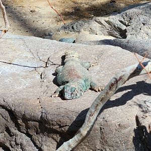 Ornate Mastigure (Uromastyx ornata)