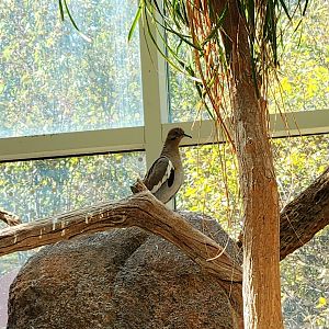 White-Winged Dove (Zenaida asiatica)