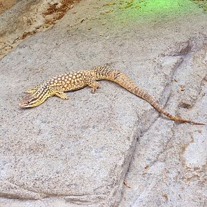 Ridge-Tailed Monitor (Varanus acanthurus)