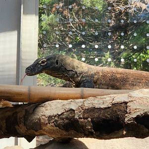 Komodo Dragon (Varanus komodoensis)