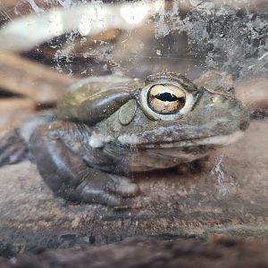 Sonoran Desert Toad (Incilius alvarius)