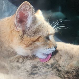 Sand Cat (Felis margarita)