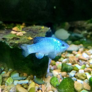 Desert Pupfish (Cyprinodon macularius)