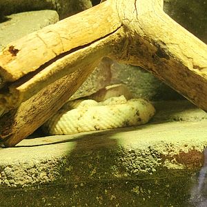 Southwestern Speckled Rattlesnake (Crotalus pyrrhus)