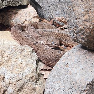Dusky Rattlesnake (Crotalus triseriatus)