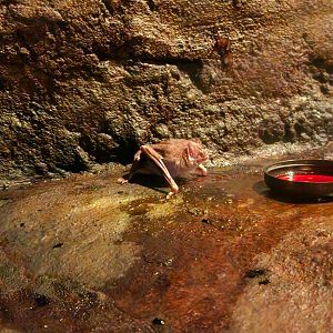 Common Vampire Bat (Desmodus rotundus)