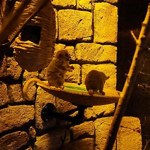 Gray Mouse Lemurs (Microcebus murinus)