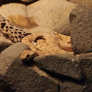 Sidewinders (Crotalus cerastes)