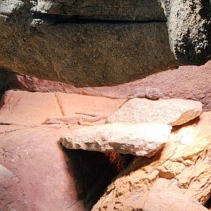 Desert Iguana (Dipsosaurus dorsalis) and Common Chuckwalla (Sauromalus ater)