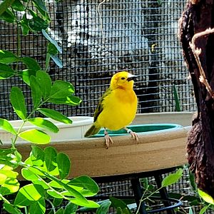 Taveta Golden-Weaver (Ploceus castaneiceps)