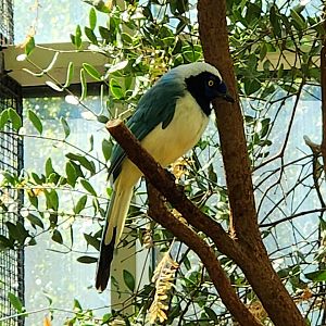 Northern Green Jay (Cyanocorax yncas luxuosus) (?)