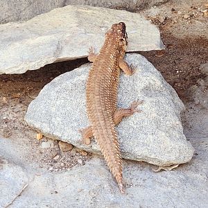 Hosmer's Spiny-Tailed Skink (Egernia hosmeri)