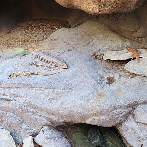 Hosmer's Spiny-Tailed Skink, Northern Bluetongue Skink, and Ridge-Tailed Monitor