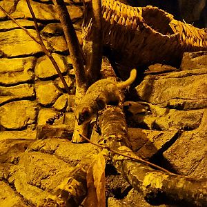 Gray Mouse Lemur (Microcebus murinus)