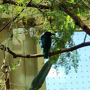 Emerald Starling (Lamprotornis iris)