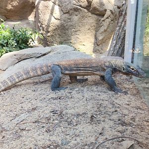 Komodo Dragon (Varanus komodoensis)