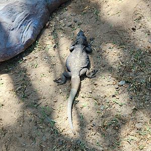 Common Chuckwalla (Sauromalus ater)