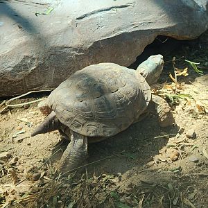 Desert Box Turtle (Terrapene ornata luteola)