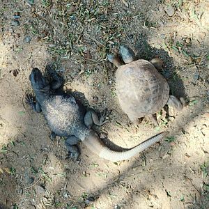 Common Chuckwalla (Sauromalus ater) and Desert Box Turtle (Terrapene ornata luteola)