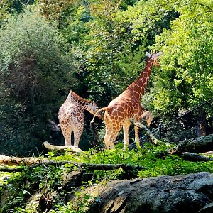 Reticulated Giraffes (Giraffa reticulata)