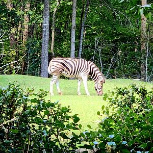 Grant's Zebra (Equus quagga boehmi)