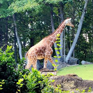 Reticulated Giraffe (Giraffa reticulata)