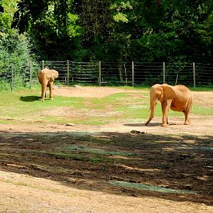 Savanna Elephants (Loxodonta africana)