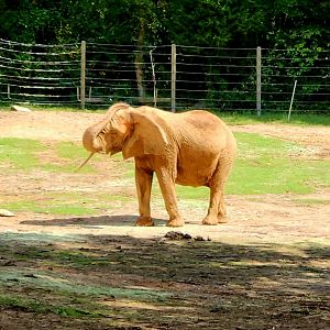 Savanna Elephant (Loxodonta africana)