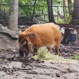 Red River Hog (Potamochoerus porcus)