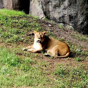 Lion (Panthera leo)