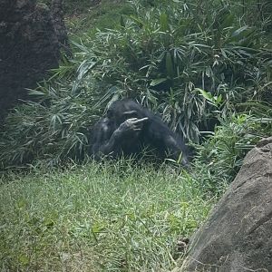 Chimpanzee (Pan troglodytes)